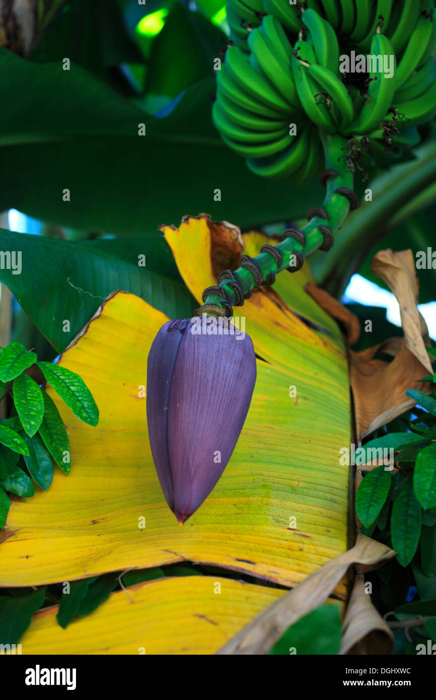 Banana plant (Musa sp.) growing in a banana plantation, Verandah Resort