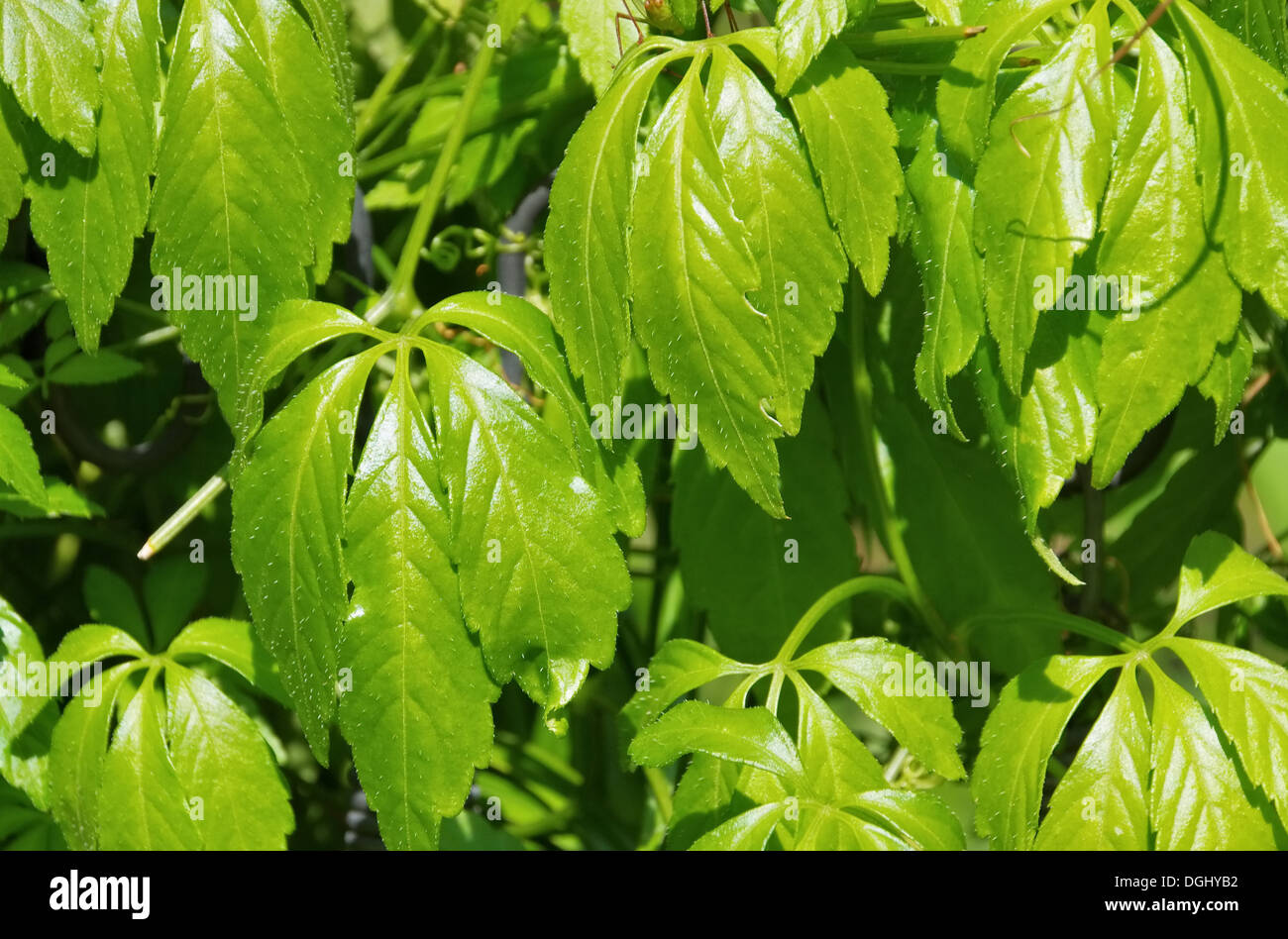 Jiaogulan 01 Stock Photo