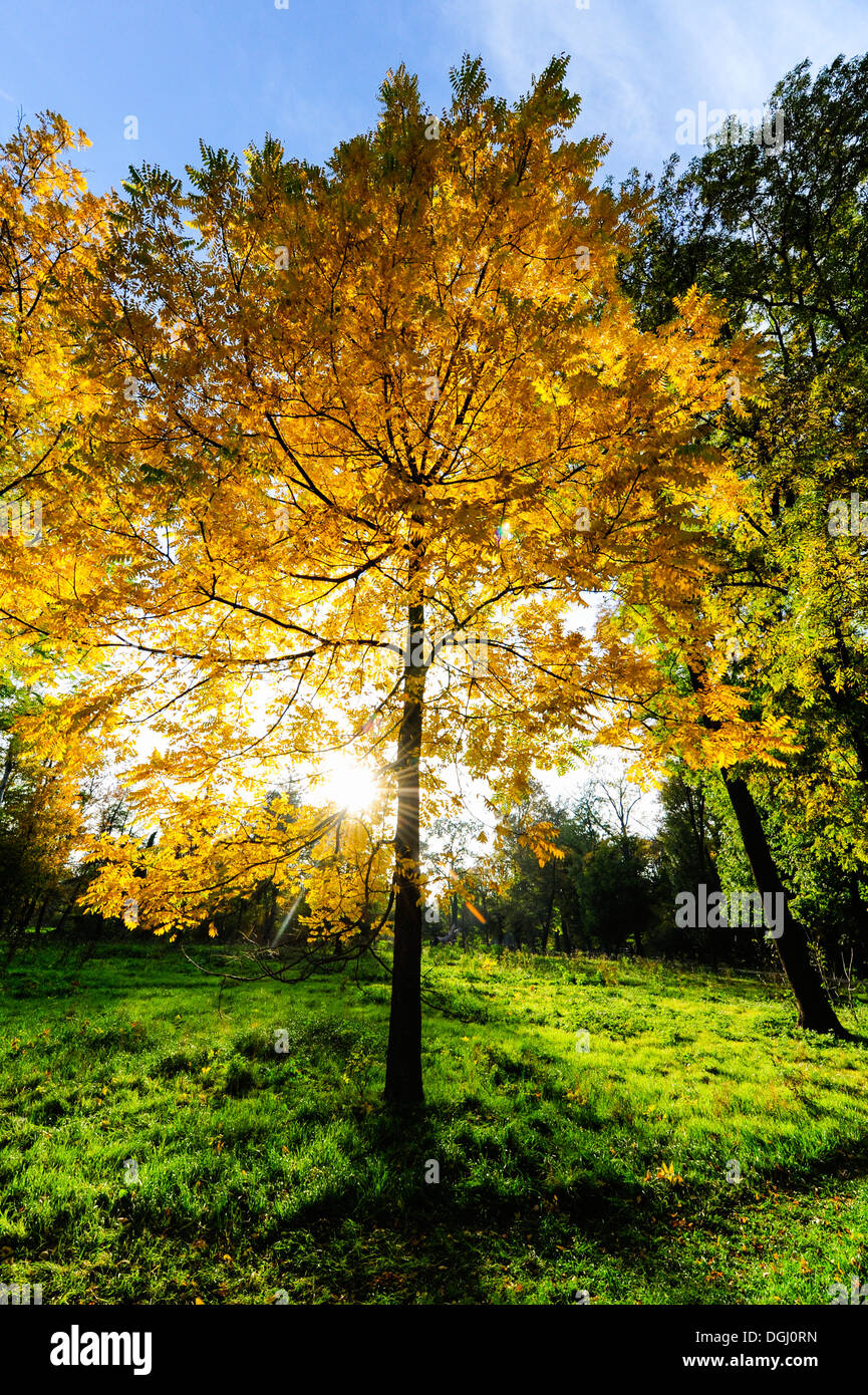 Black walnut tree hi-res stock photography and images - Alamy