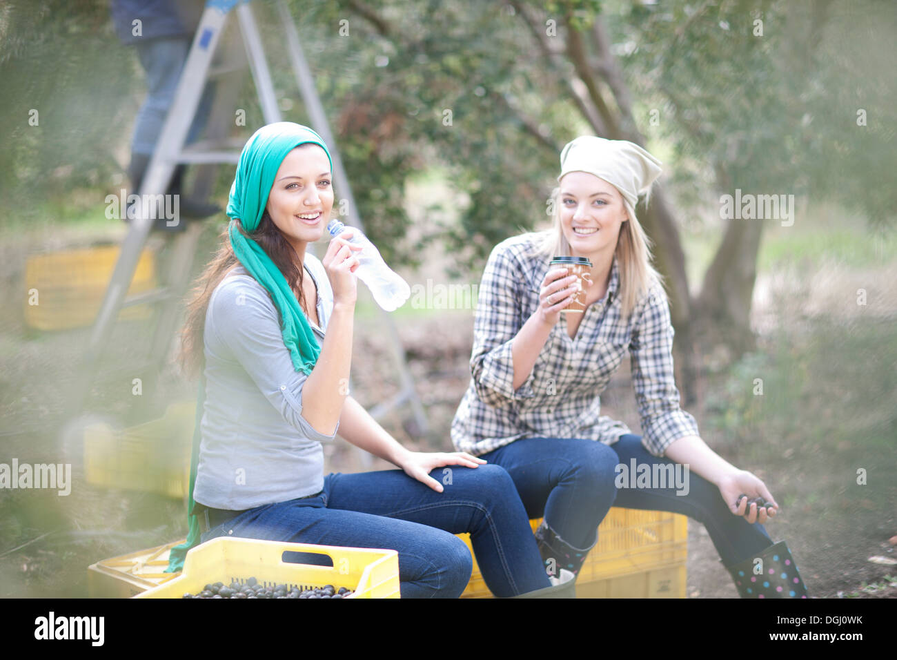 Women sitting on crates taking a break in olive grove Stock Photo Alamy