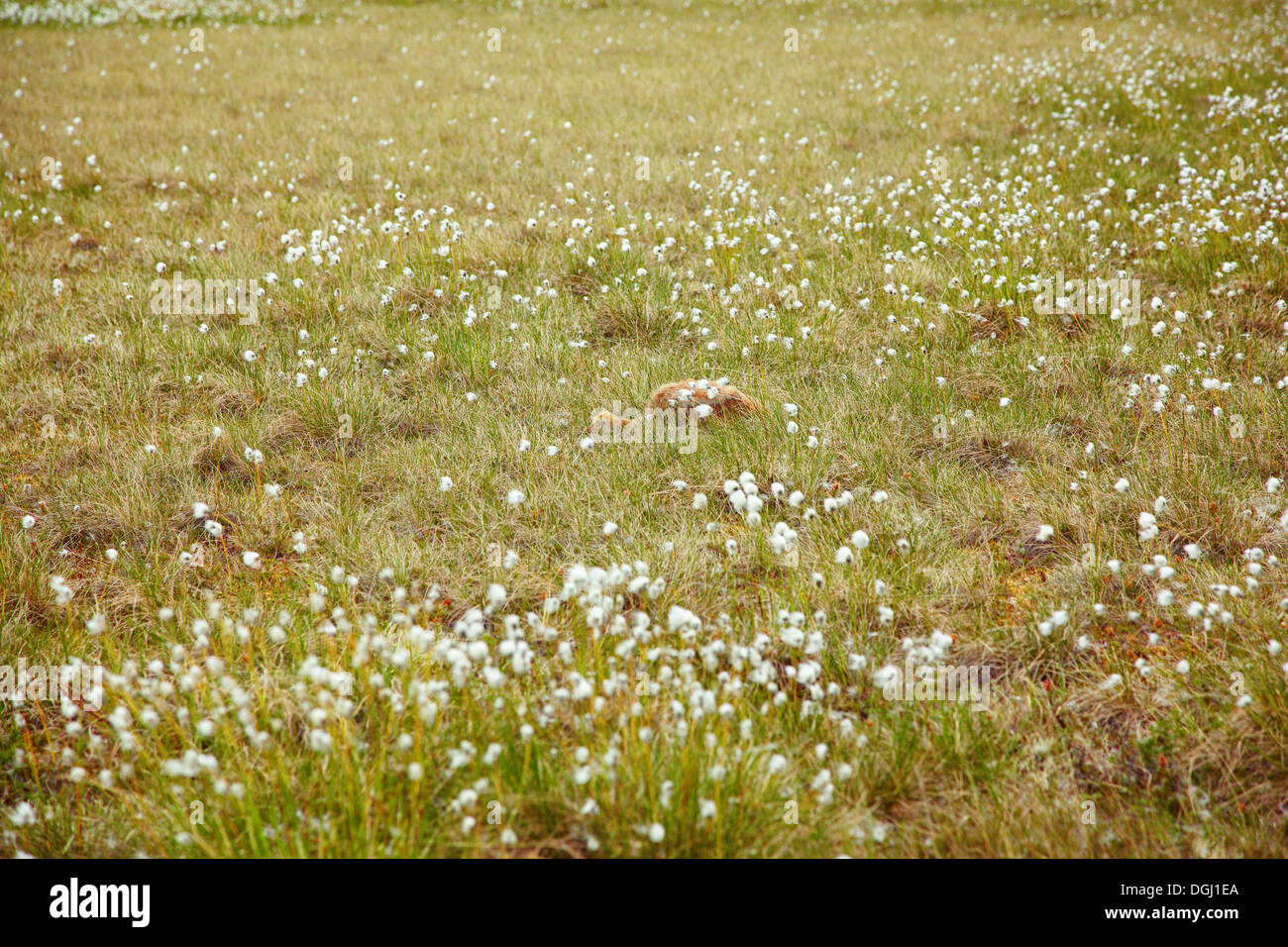 Chick of gray crane (Grus grus) hidding under tundra cotton grass in Kolyma area of Yakutia Stock Photo