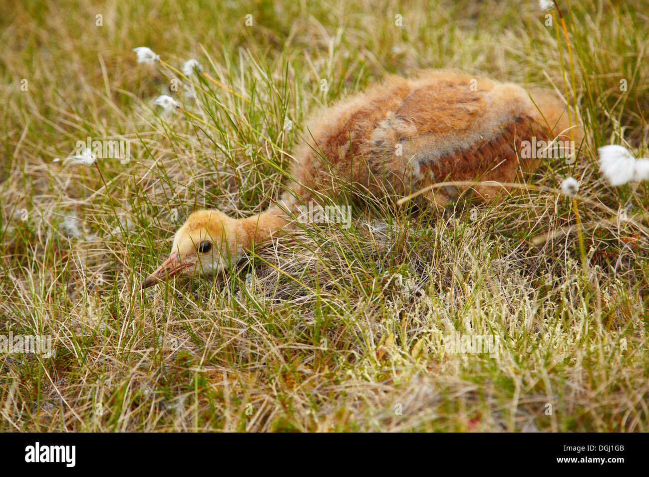 Chick of gray crane (Grus grus) hiding under tundra cotton grass in Kolyma area of Yakutia Stock Photo
