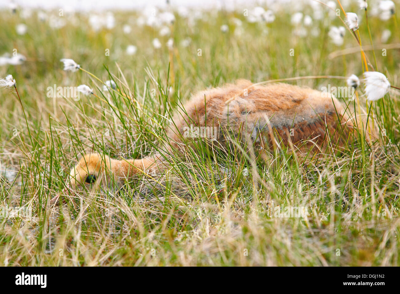 Chick of gray crane (Grus grus) hiding under tundra cotton grass in Kolyma area of Yakutia Stock Photo