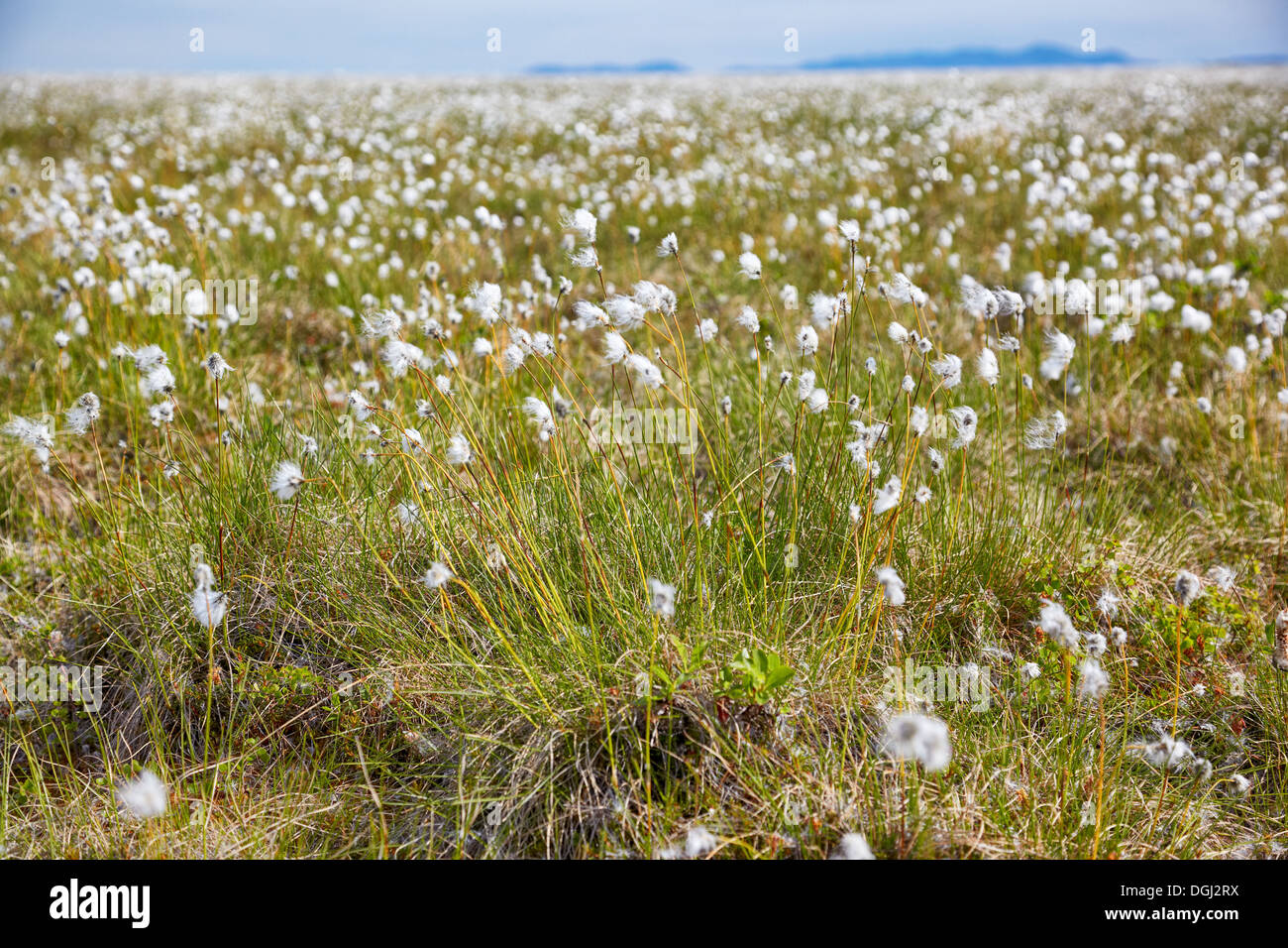 Cotton grass tundra Nizhnekolymsky District of Sakha Yakutia Stock