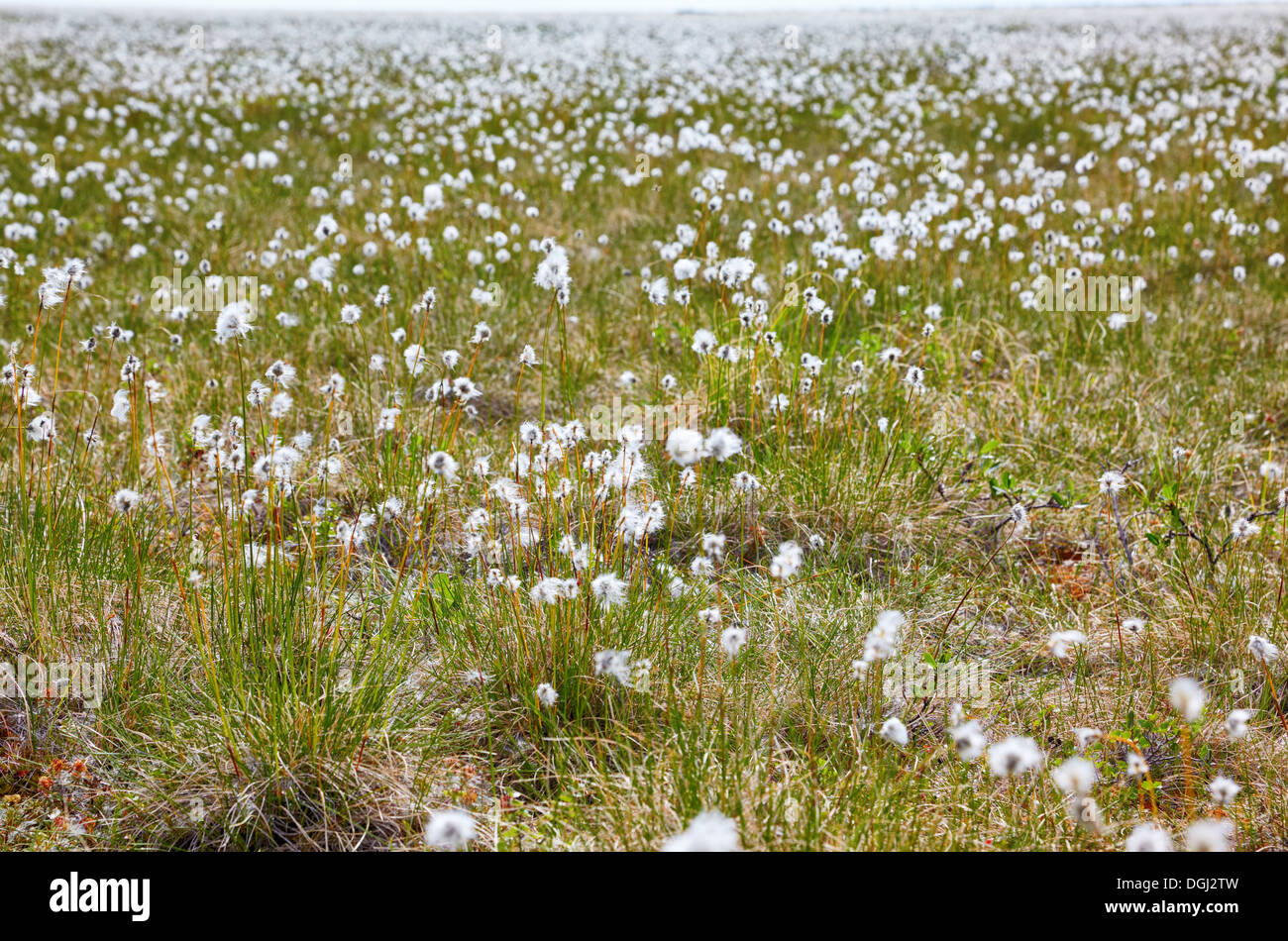 Cotton grass tundra Nizhnekolymsky District of Sakha Yakutia Stock