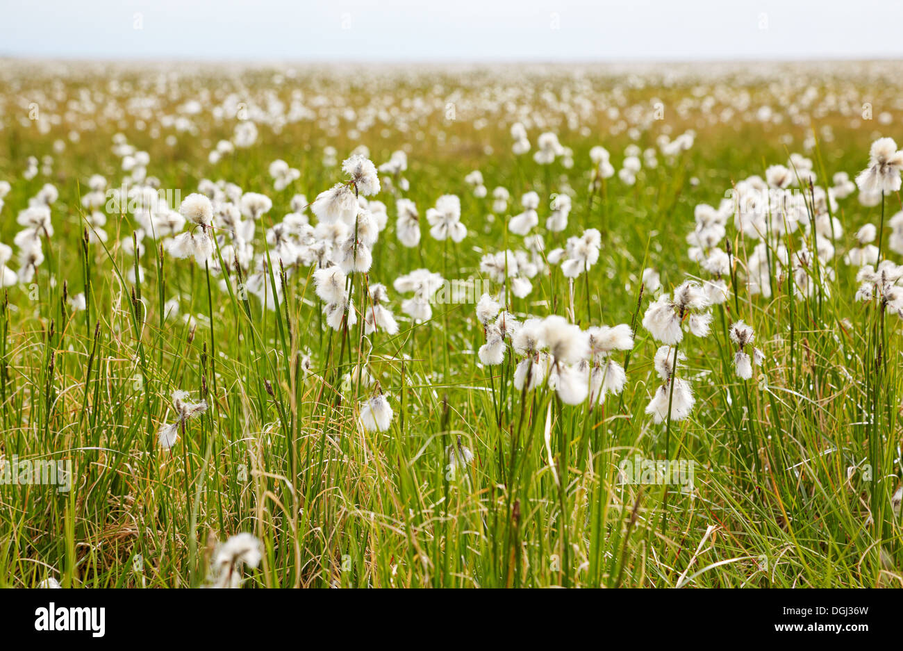 Cotton grass tundra Nizhnekolymsky District of Sakha Yakutia Stock