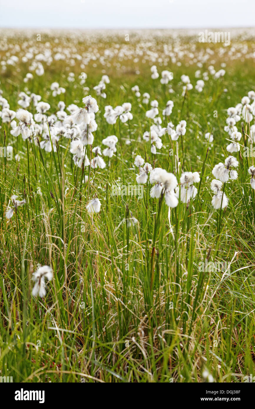 Cotton grass tundra Nizhnekolymsky District of Sakha Yakutia Stock