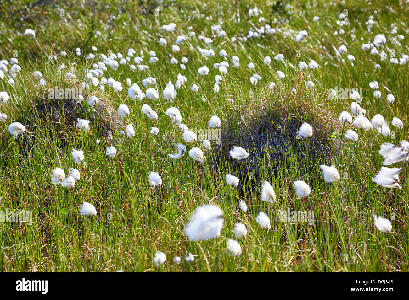 Cotton grass Eriophorum vaginatum in hummock tundra of Sakha Yakutia Stock Photo