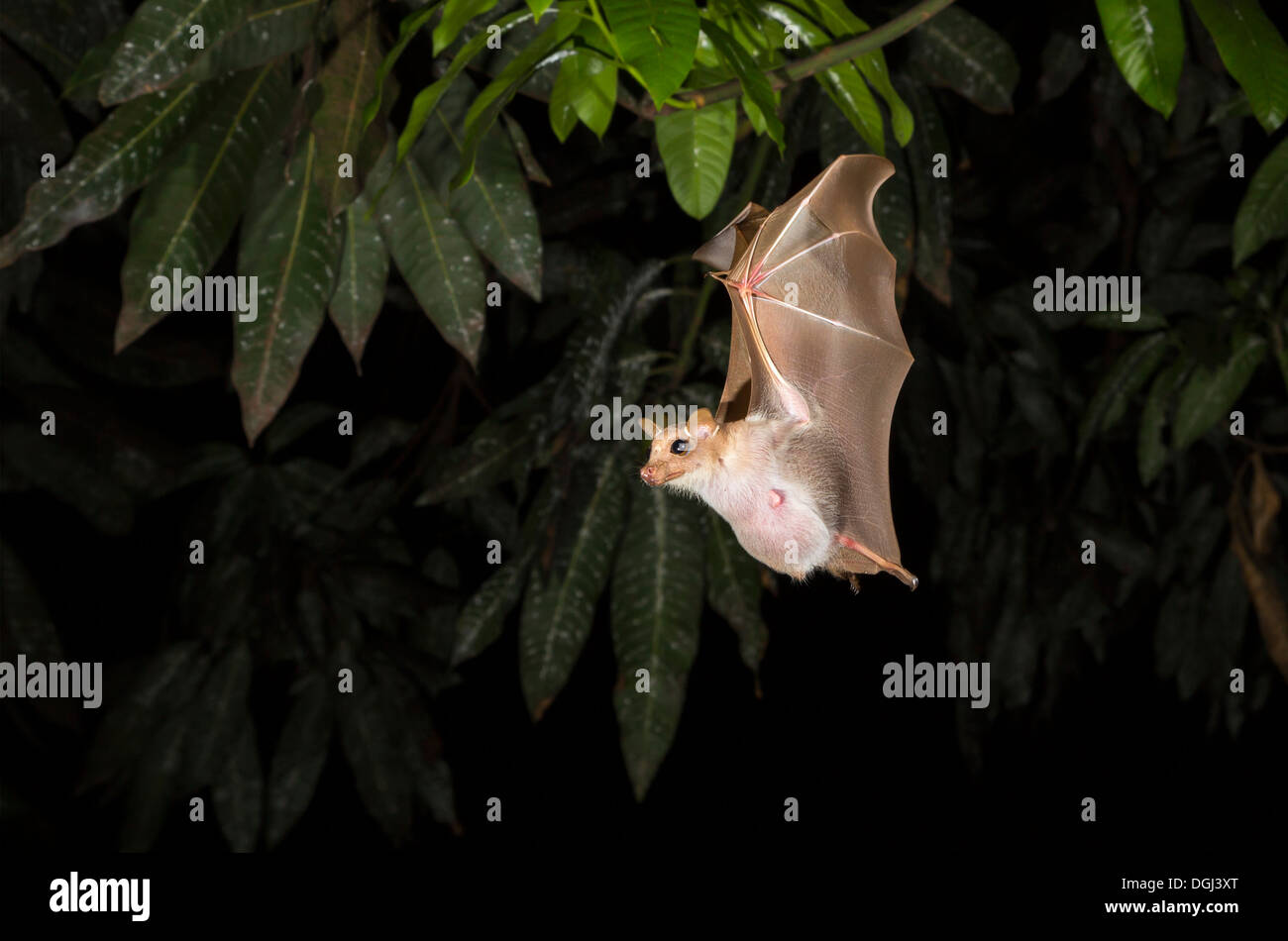 Peter's dwarf epauletted fruit bat (Micropteropus pussilus) flying at night, Ghana. Stock Photo