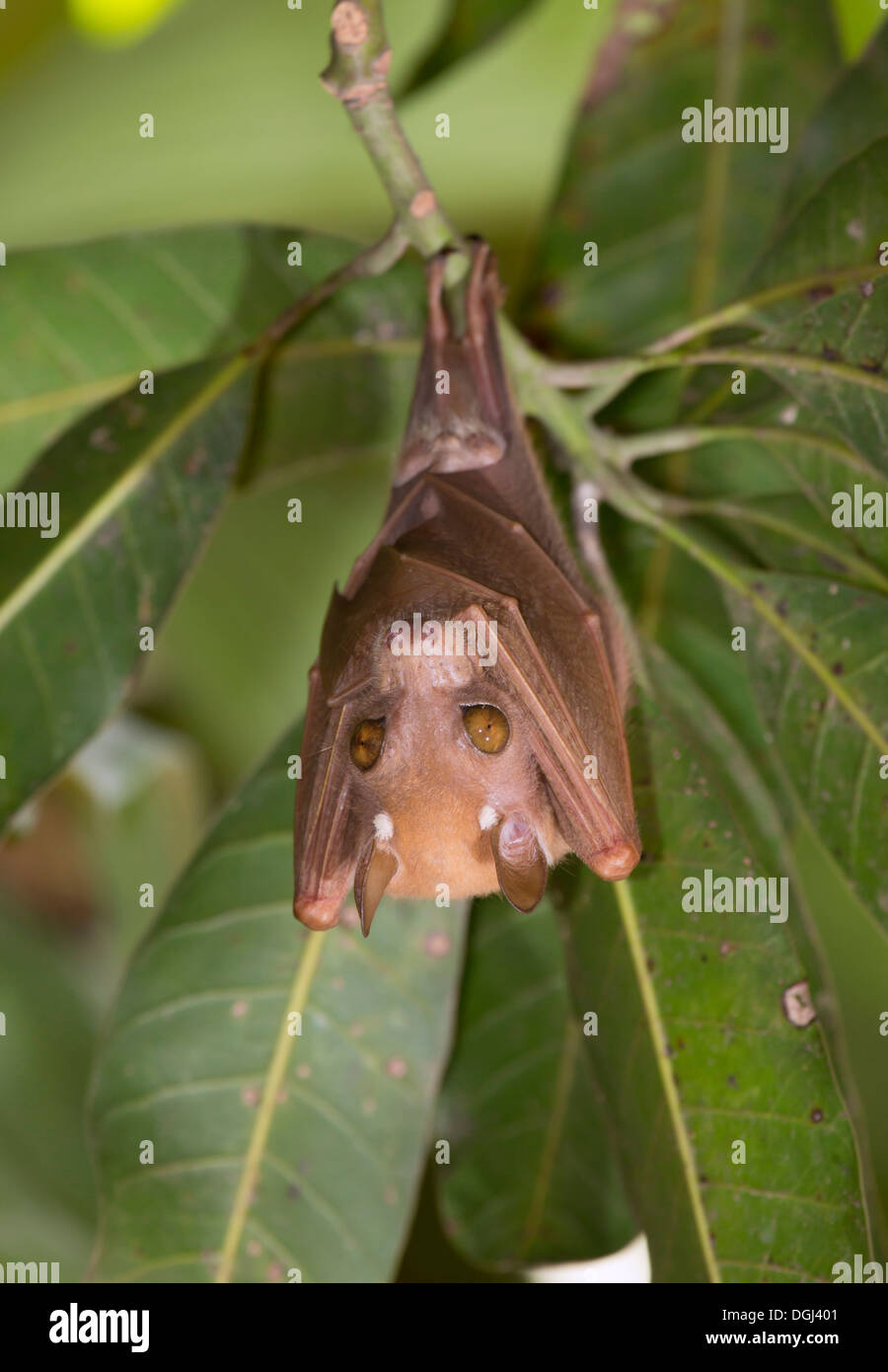 Veldkamp's epauletted bat (Nanonycteris veldkampii) hangin in a tree, Volta region, Ghana. Stock Photo