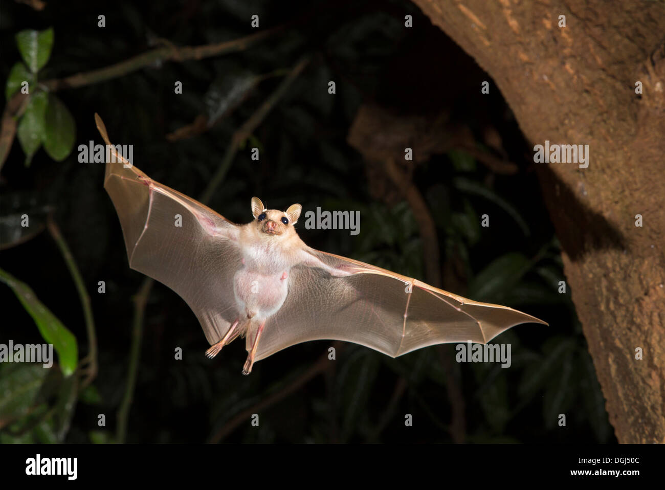 Peter's dwarf epauletted fruit bat (Micropteropus pussilus) flying at night, Ghana. Stock Photo