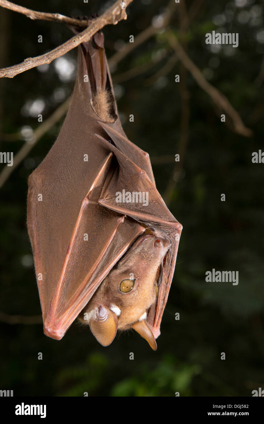 Franquet's epauletted fruit bat (Epomops franqueti) hanging in a tree,  Ghana Stock Photo - Alamy