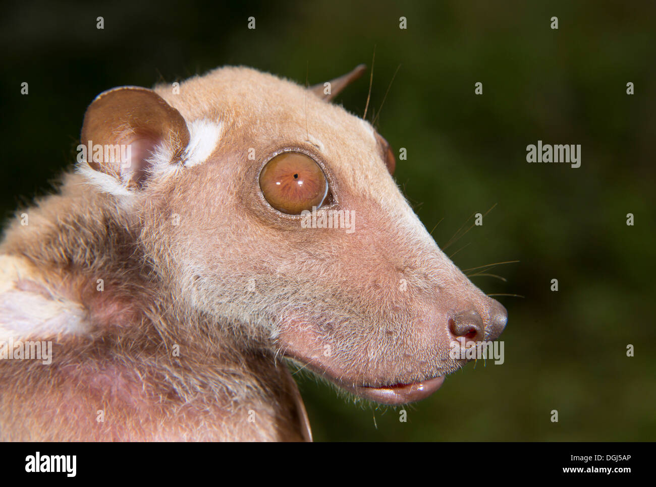 Portrait of male Buettikofer's epauletted fruit bat (Epomops buettikoferi),  Ghana Stock Photo - Alamy