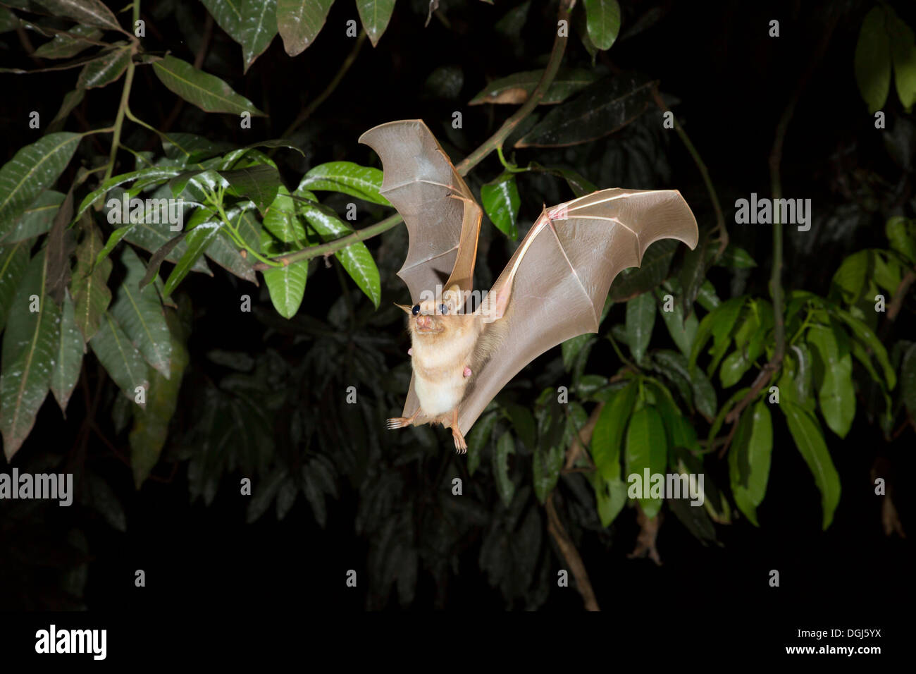 Female Gambian epauletted fruit bat (Epomophorus gambianus) flying at night, Ghana. Stock Photo