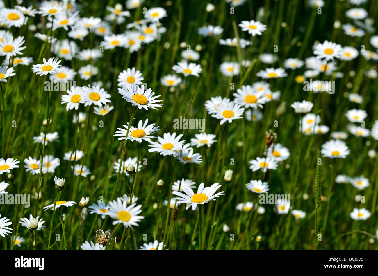 Daisies by roadside hi-res stock photography and images - Alamy