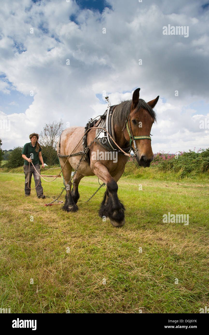 A horse with harness for dragging logs. Stock Photo