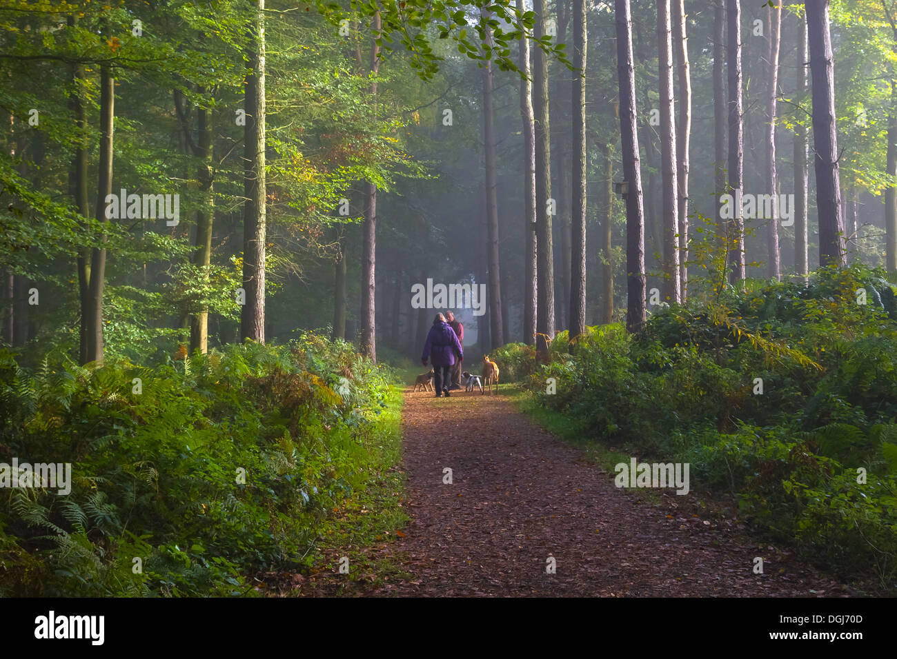 A couple walking several dogs along a woodland path. Stock Photo