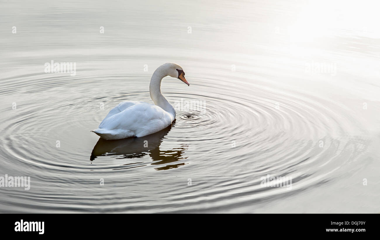 Ripples encircle a swan on calm water. Stock Photo