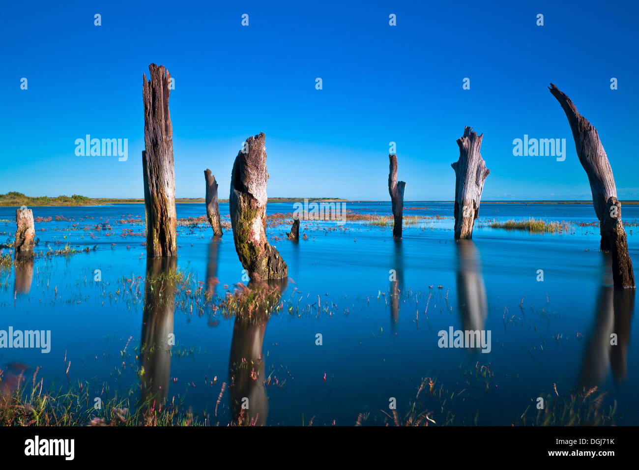 Thornham stumps on the North Norfolk coast during a high tide. Stock Photo