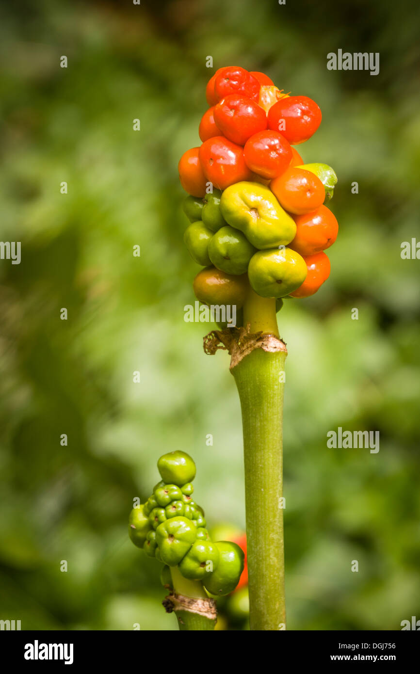 The fruits of Arum maculatum, better known as Cuckoopint or Lords and Ladies, glow in August sunshine. Stock Photo