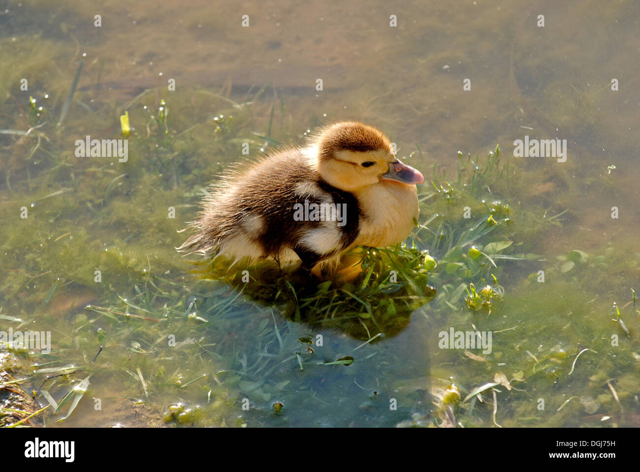 Small new born duck in a river, Spain Stock Photo Alamy
