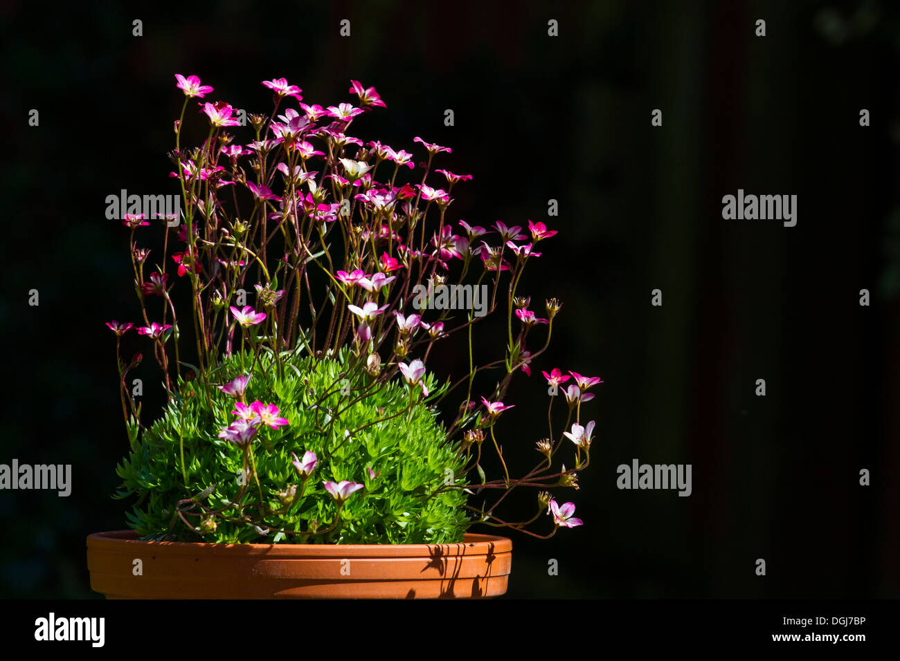 A pot of saxifrage in flower. Stock Photo
