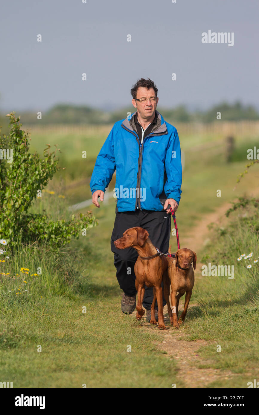 A man walking two Vizsla dogs on a rural path. Stock Photo