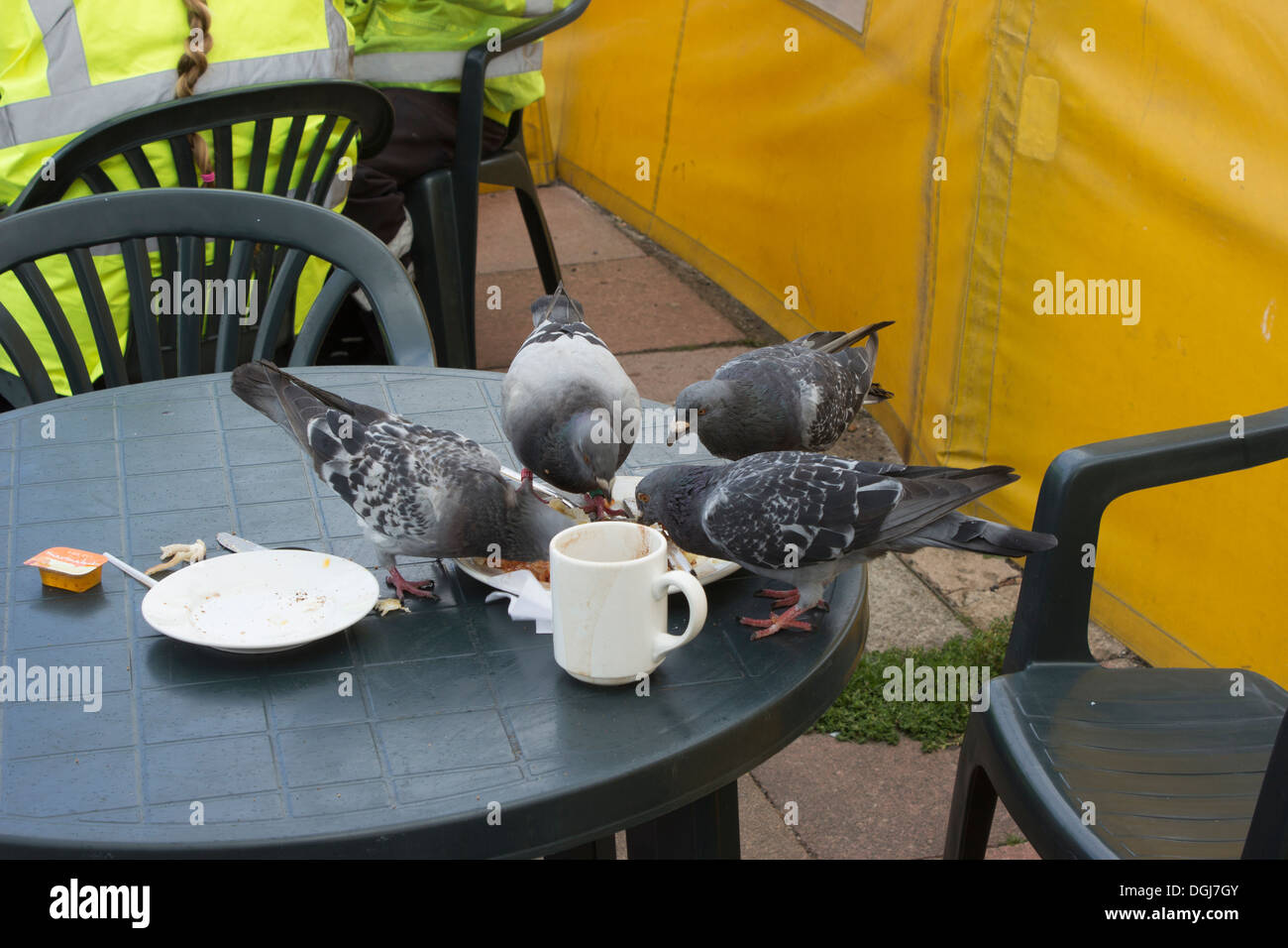 Pigeons eating hires stock photography and images Alamy
