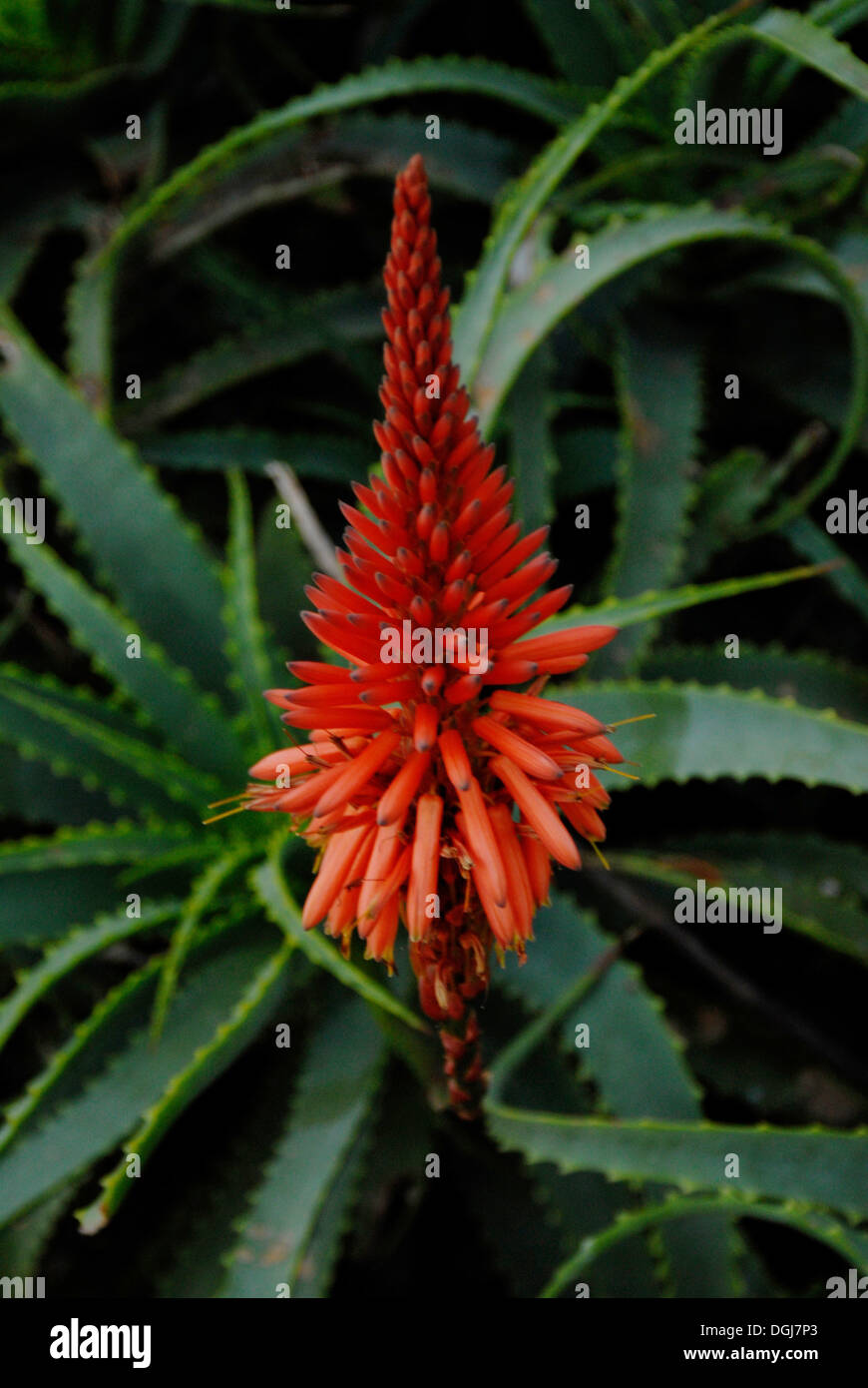Flower of Aloe Vera plant, Ibiza Stock Photo - Alamy