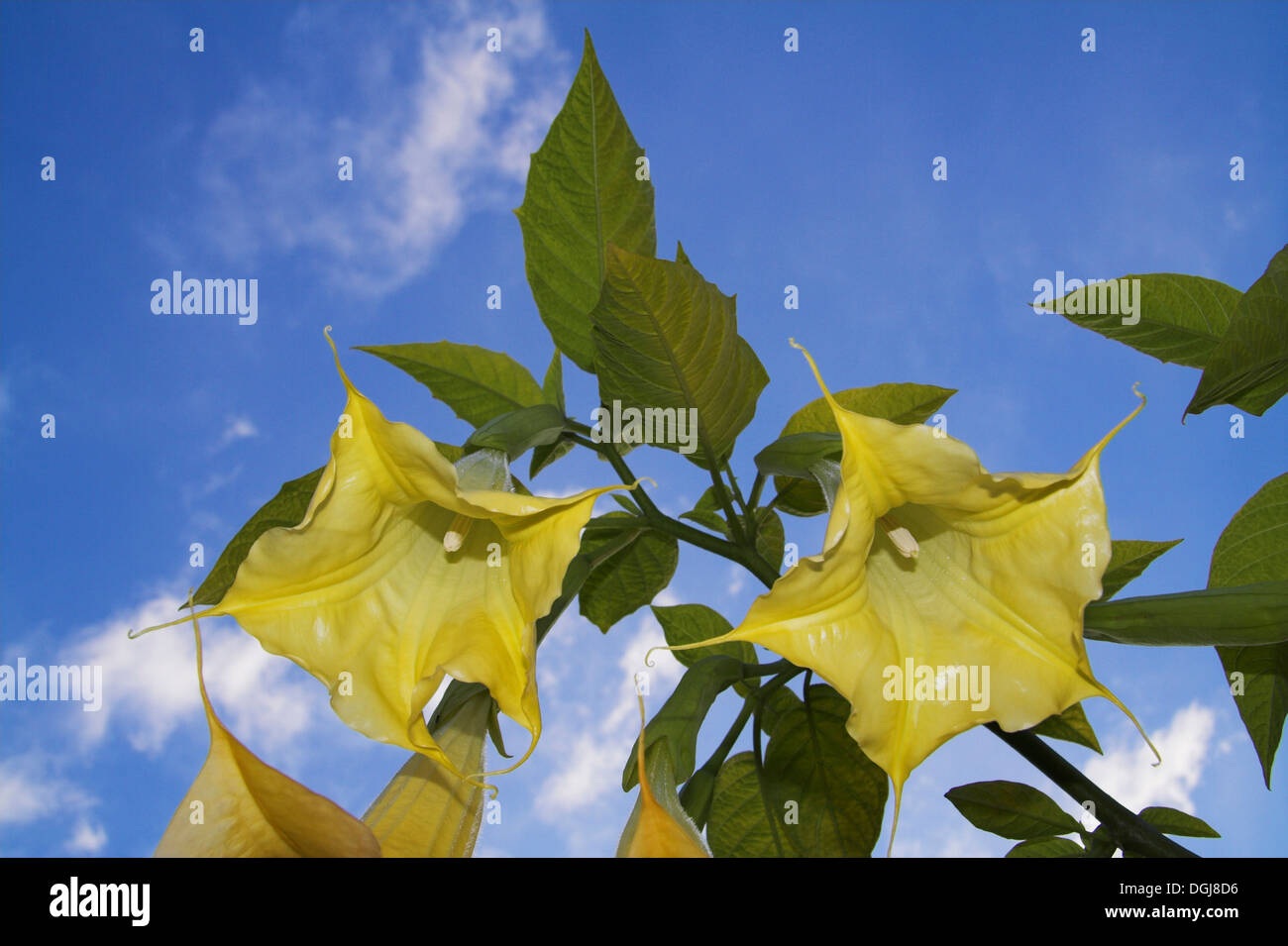 Yellow Brugmansia flowers against a blue sky. Stock Photo