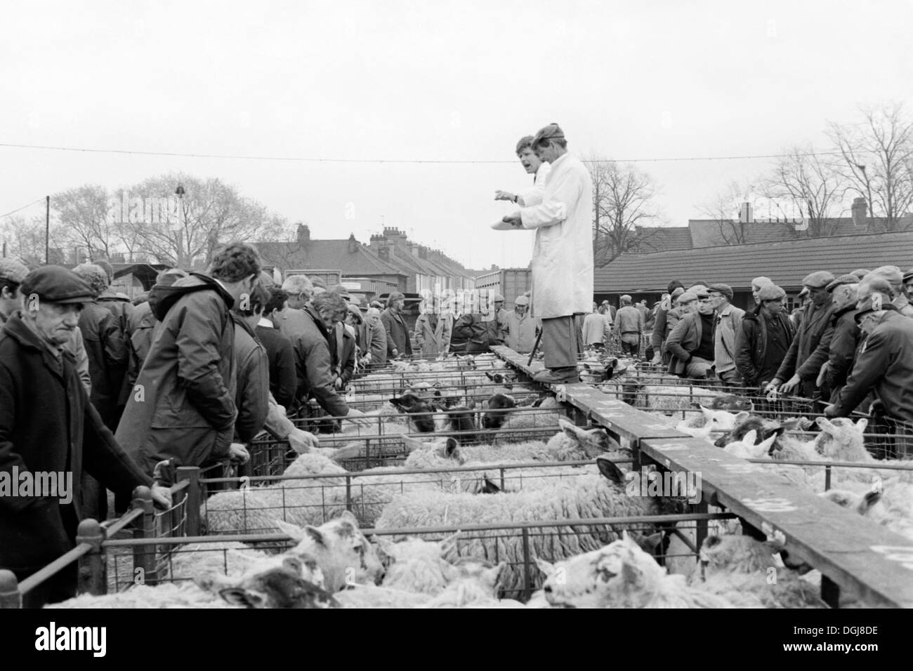 farmers attend an auction at rugby cattle market in the early 1980s