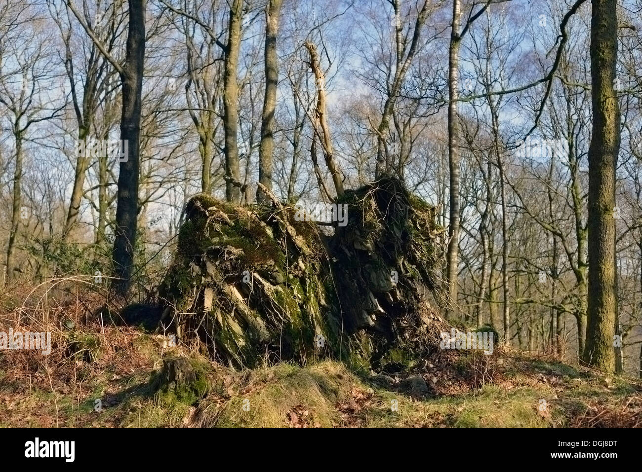 Uprooted Tree Grizedale Forest Lake District National Park Cumbria