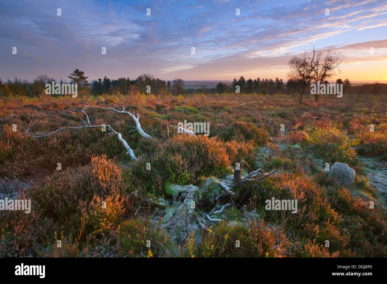 Fallen Silver Birch tree on restored heathland. Stock Photo