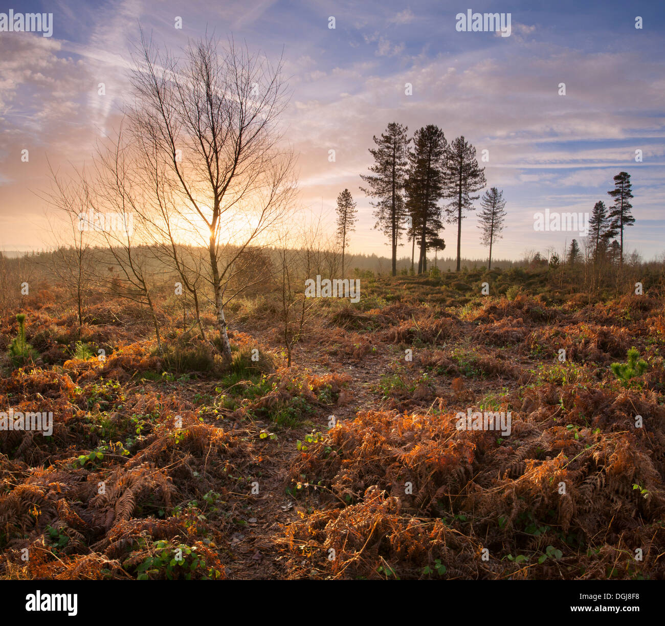 Daybreak over restored heathland. Stock Photo