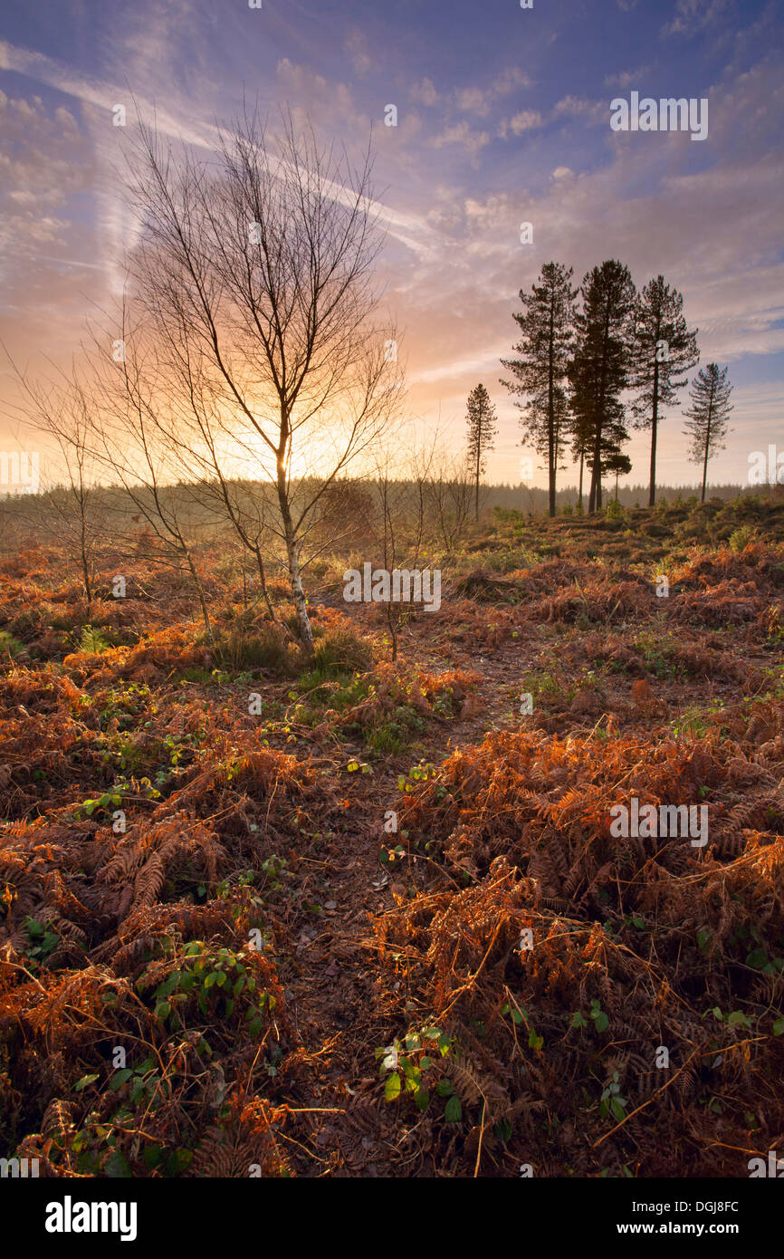 Daybreak over restored heathland. Stock Photo