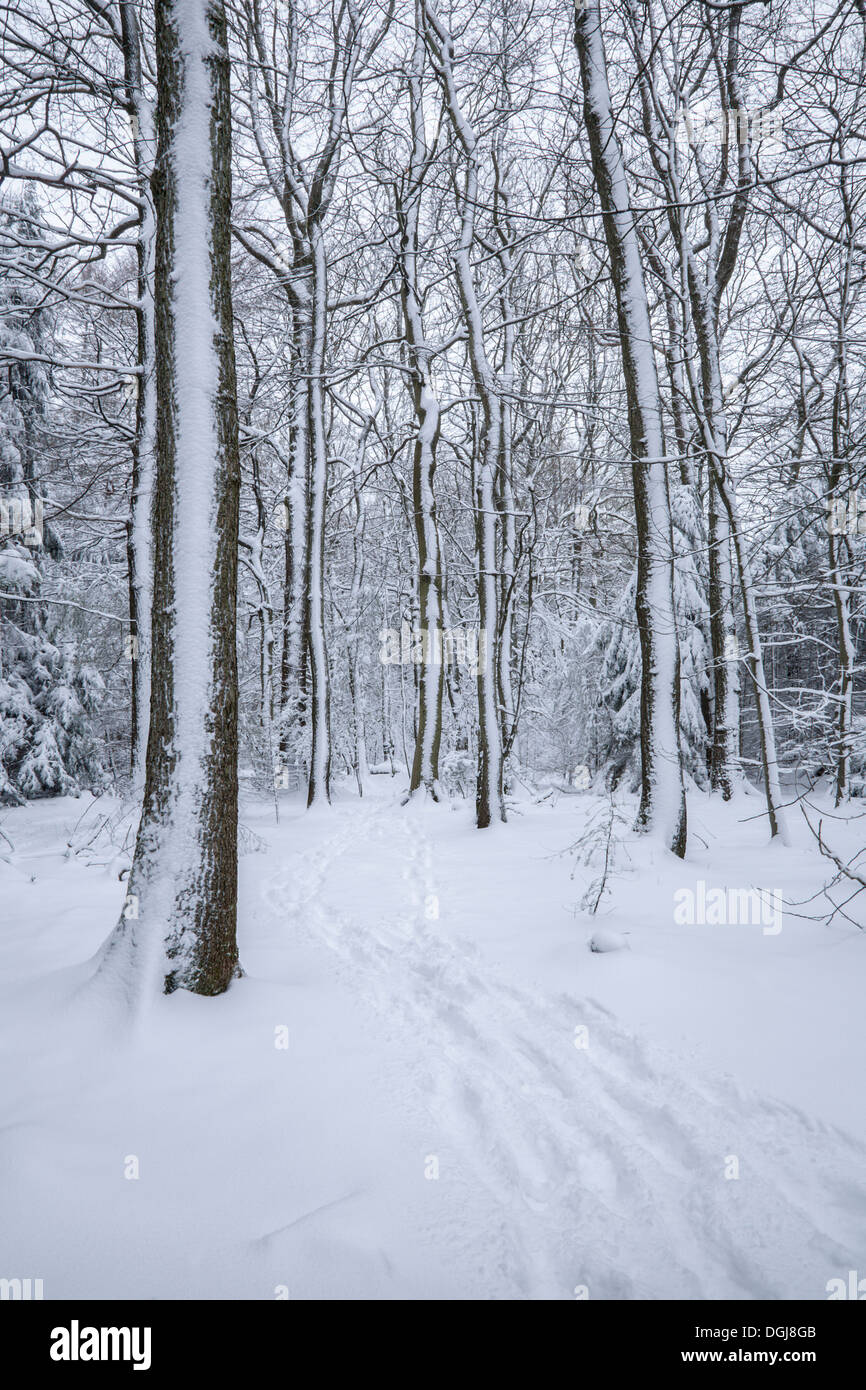 Footprints leading into a snowy forest. Stock Photo