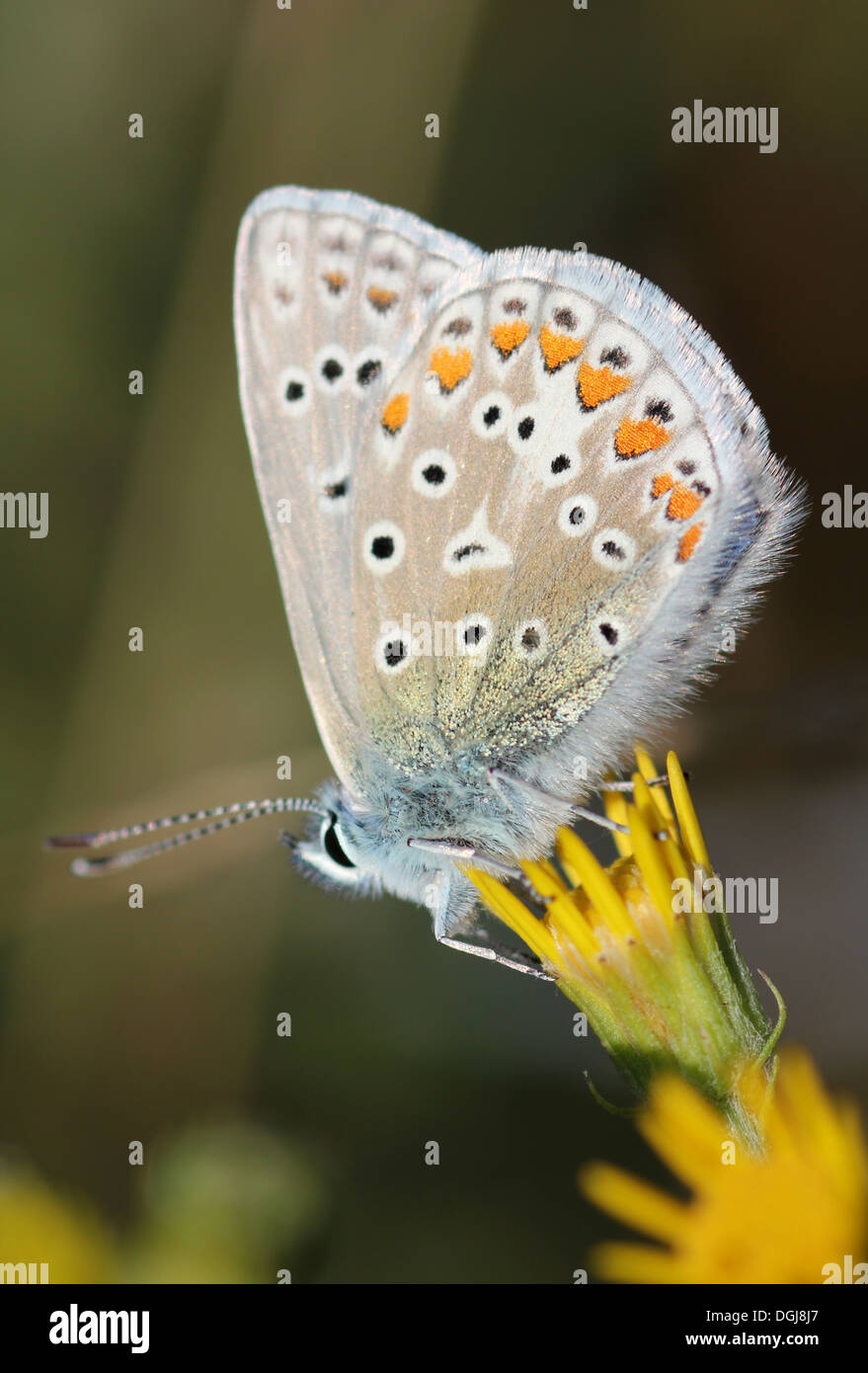 common blue butterfly Polyommatus icarus on chalk downland Magog Downs Cambridgeshire Stock Photo