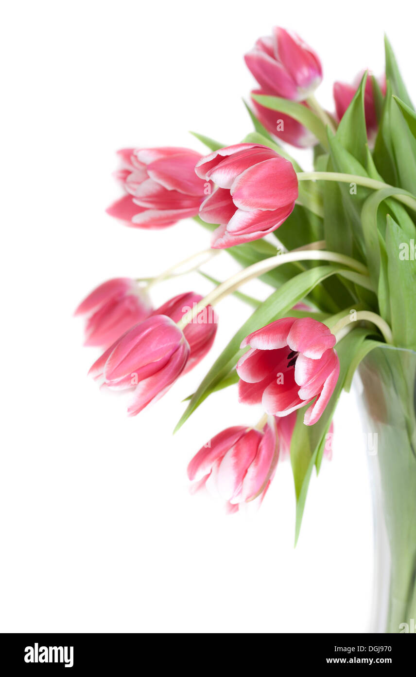 Close Up Of Tulip Flowers In Clear Glass Vase Isolated On White