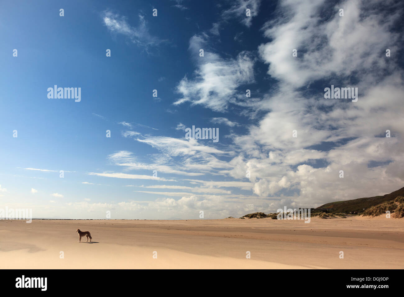 A lone dog standing on Barmouth beach. Stock Photo
