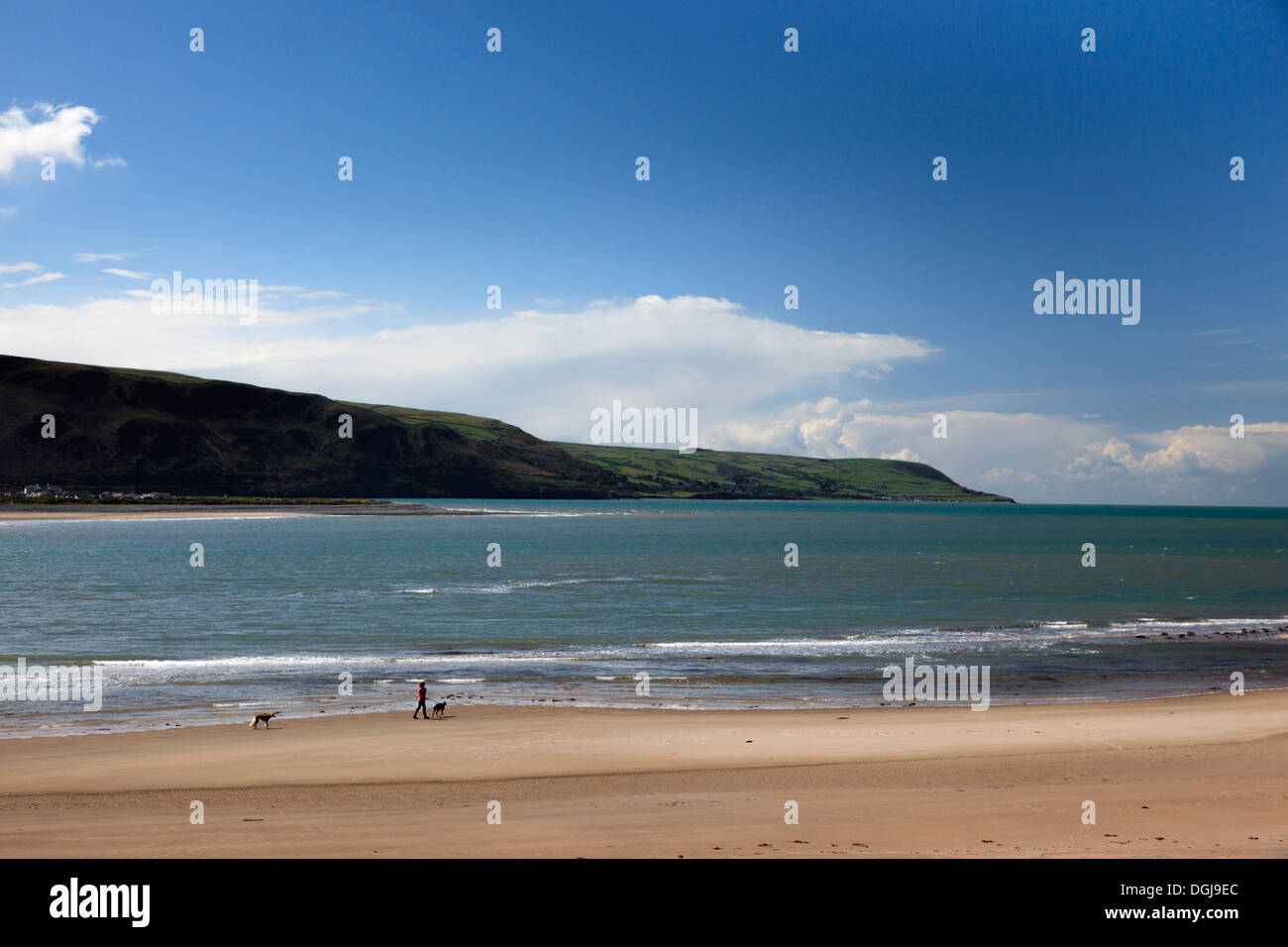 A dog walker and two dogs on the beach at Barmouth. Stock Photo