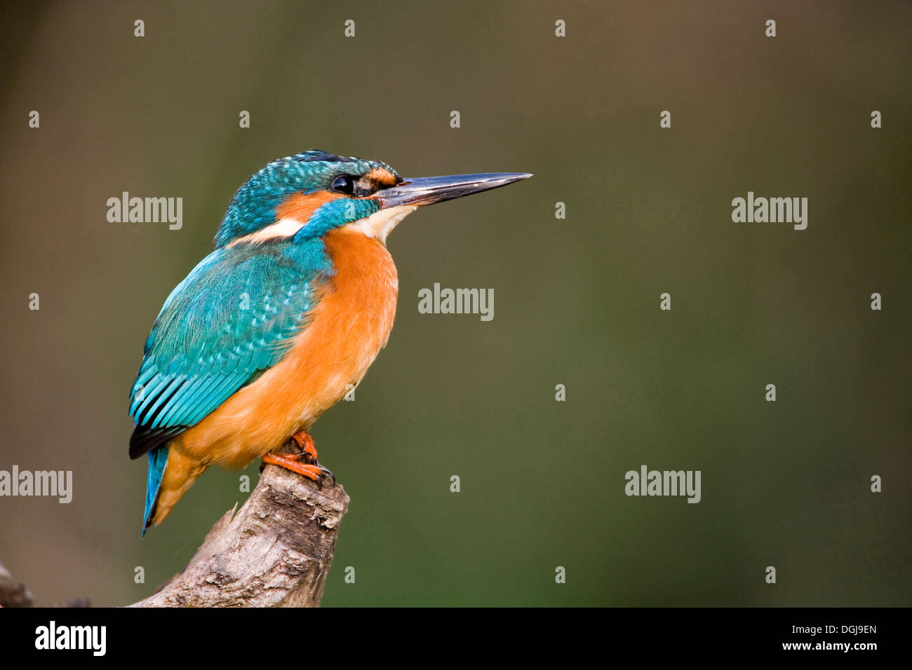 A kingfisher perching on a branch Stock Photo Alamy