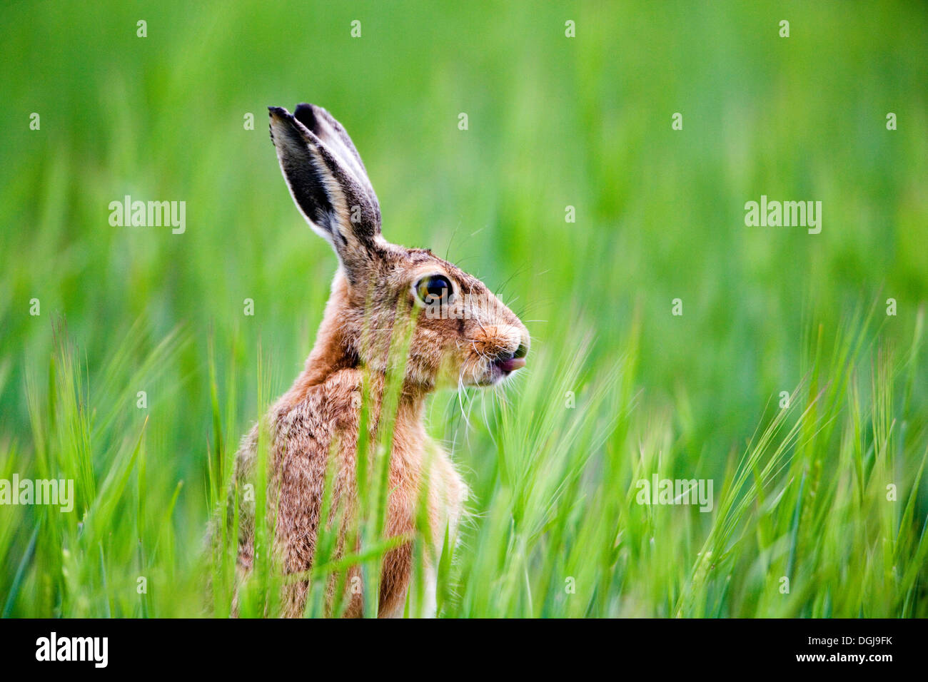 Hare hires stock photography and images Alamy