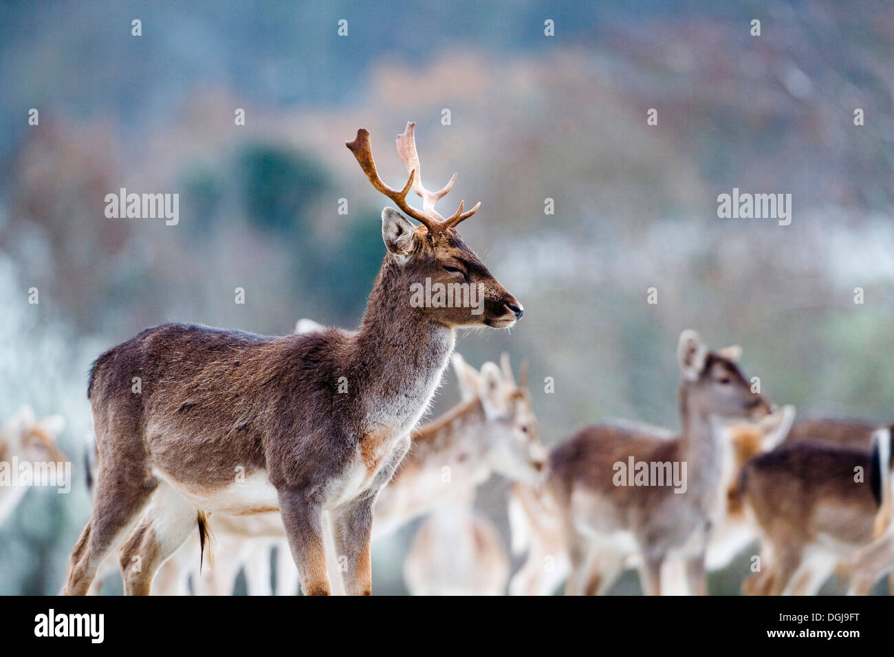 A herd of fallow deer in the Somerset countryside. Stock Photo