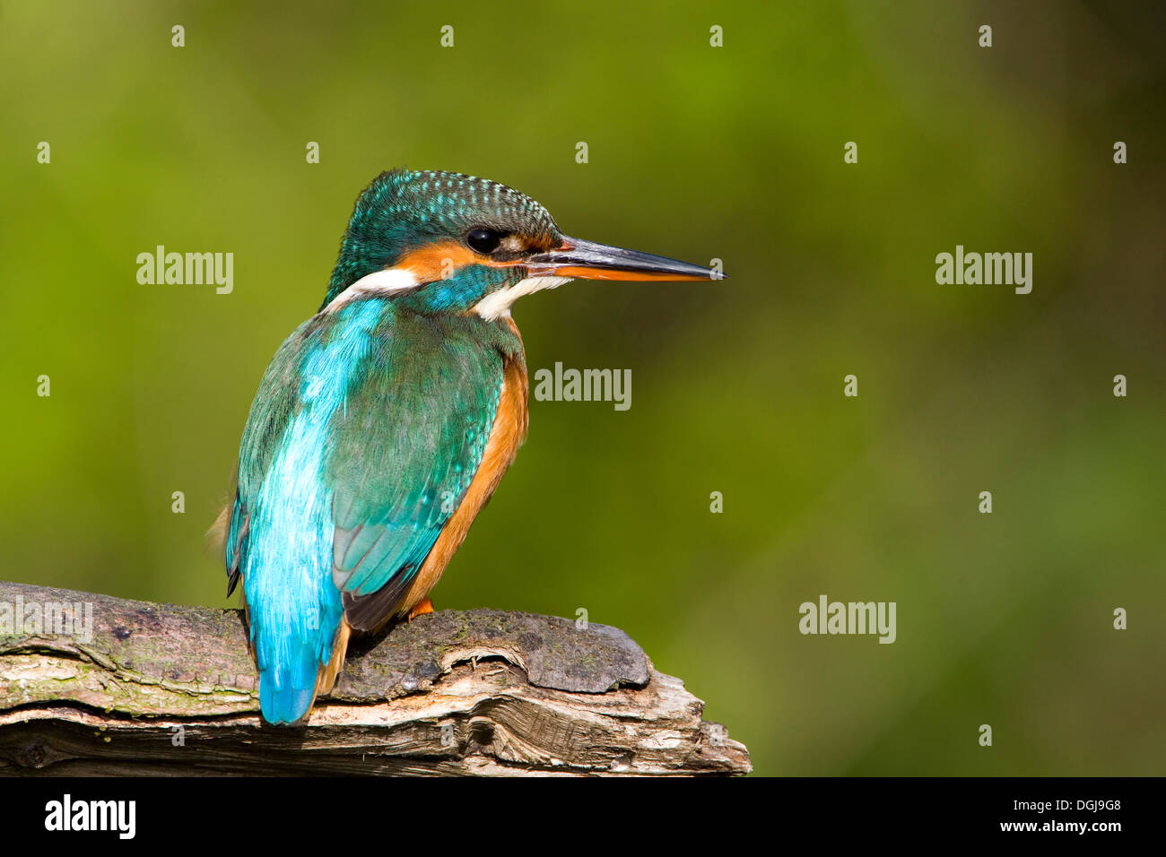 A colourful kingfisher perched on a branch. Stock Photo