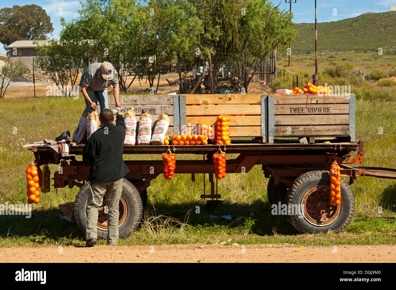 Man buying oranges at a roadside market stall, Citrusdal, Western Cape province, South Africa, Africa Stock Photo