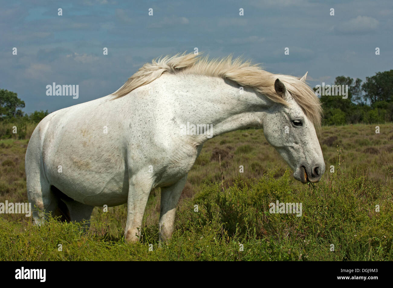 Semi-wild Camargue horse on grazing land, Camargue, southern France, France, Europe Stock Photo