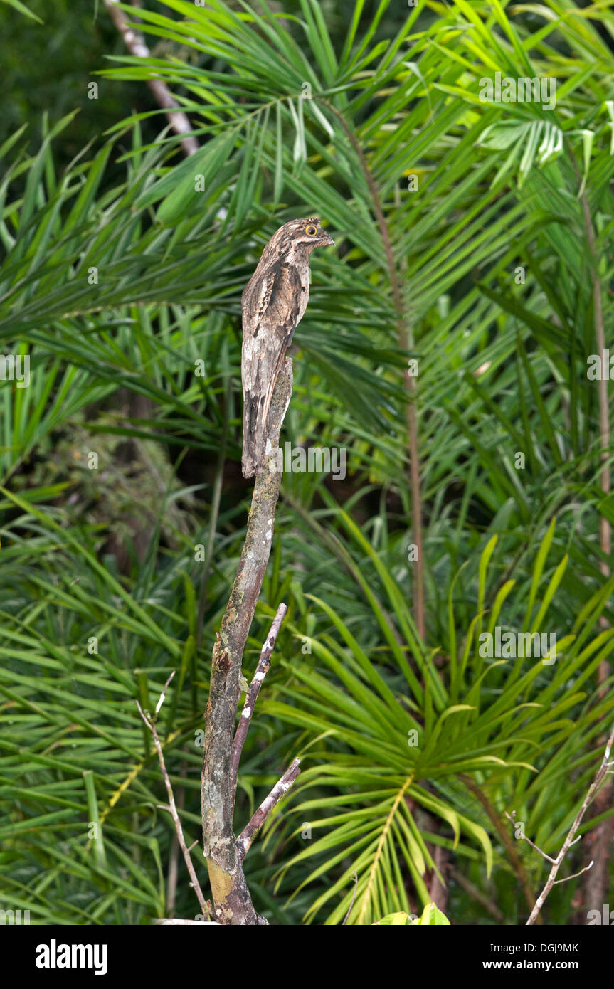Patoo Raptors Potoo bird hi-res stock photography and images - Alamy