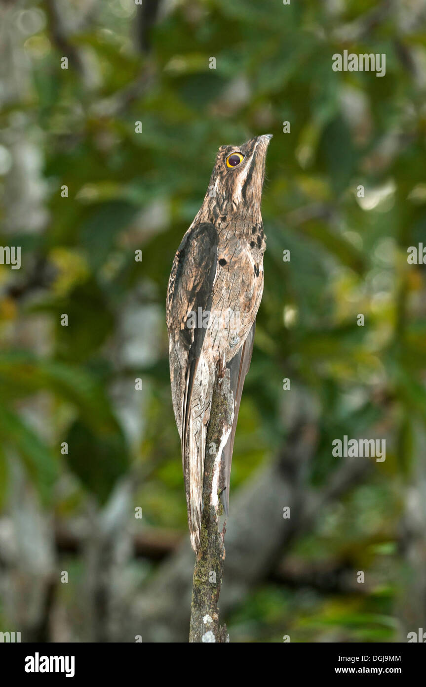 Patoo Raptors Camouflaged Animals Rainforest Stock Photos & Camouflaged Animals ...