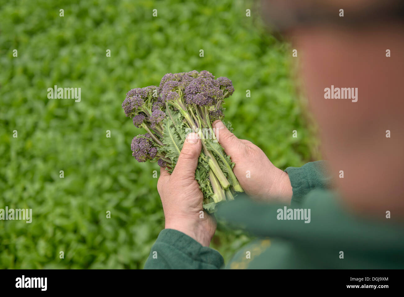 Farmer inspecting organic purple sprouting broccoli, close up Stock Photo