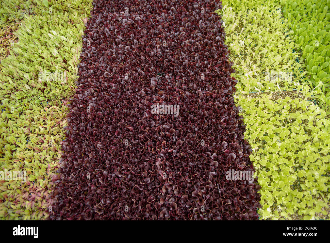 Organic salad seedlings planted in rows on organic farm Stock Photo